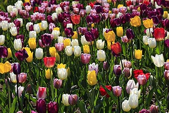 Skagit Valley Tulip Festival